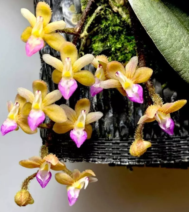 Stereochilus erinaceus