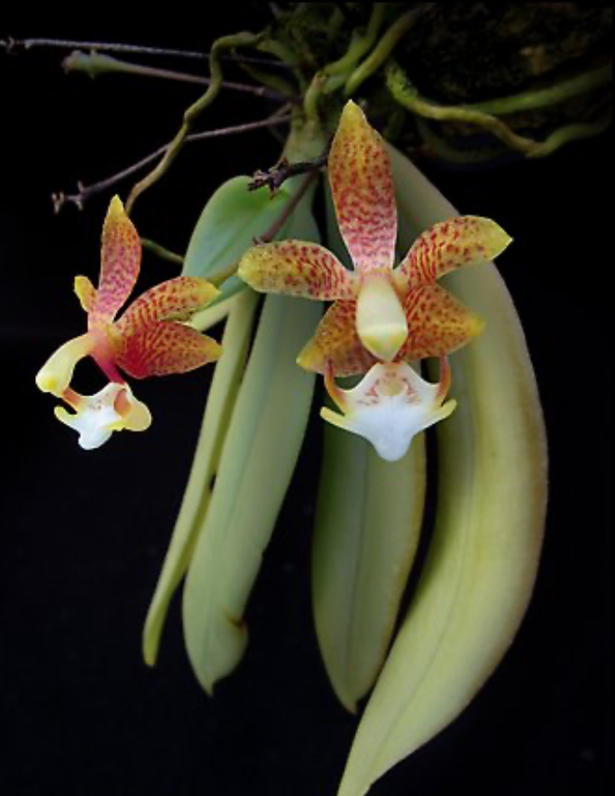 Grosourdya appendiculata