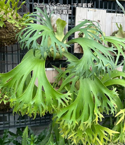 Platycerium SS Foong