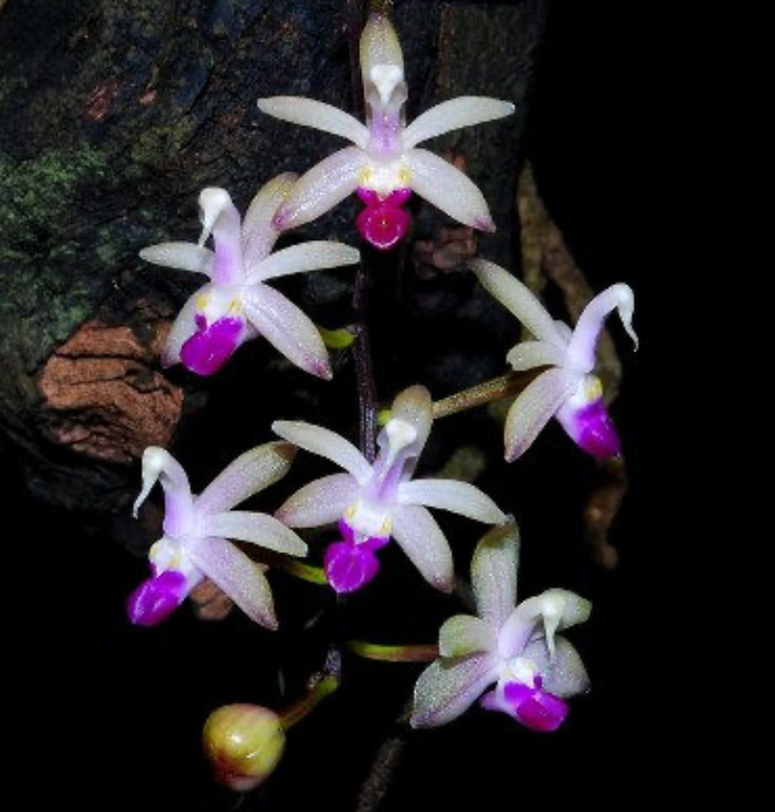 Stereochilus pachyphyllus