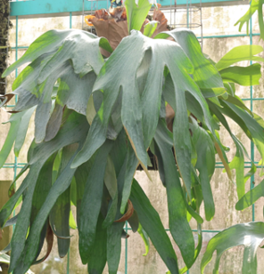 Platycerium Silver Salmon