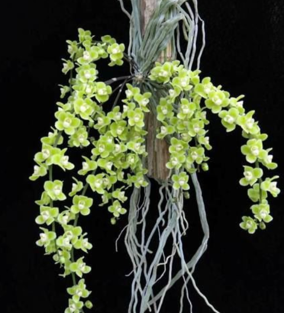 Chiloschista viridiflava