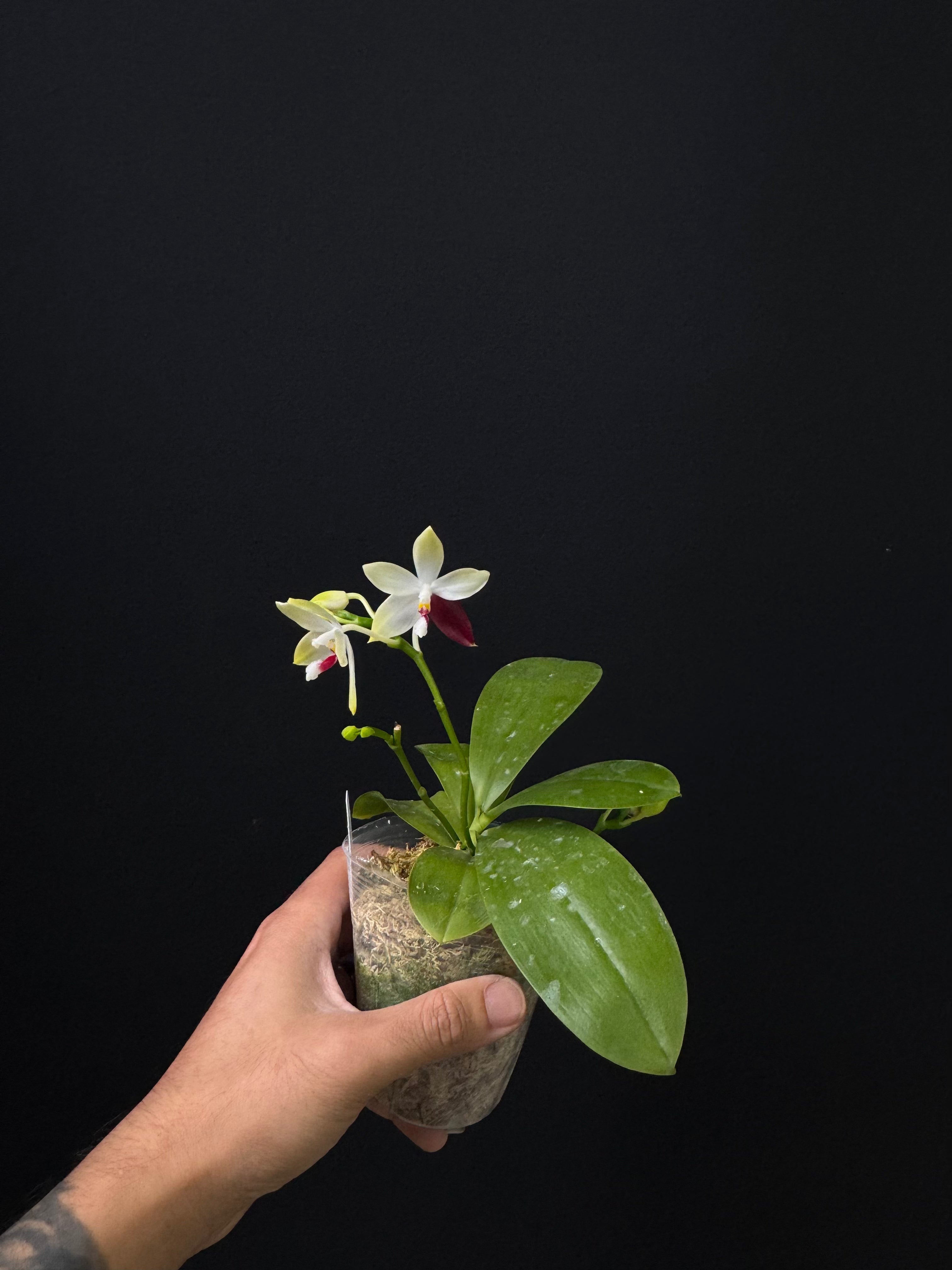 Phalaenopsis tetraspis 'C1'