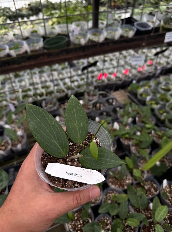 Stereochilus erinaceus