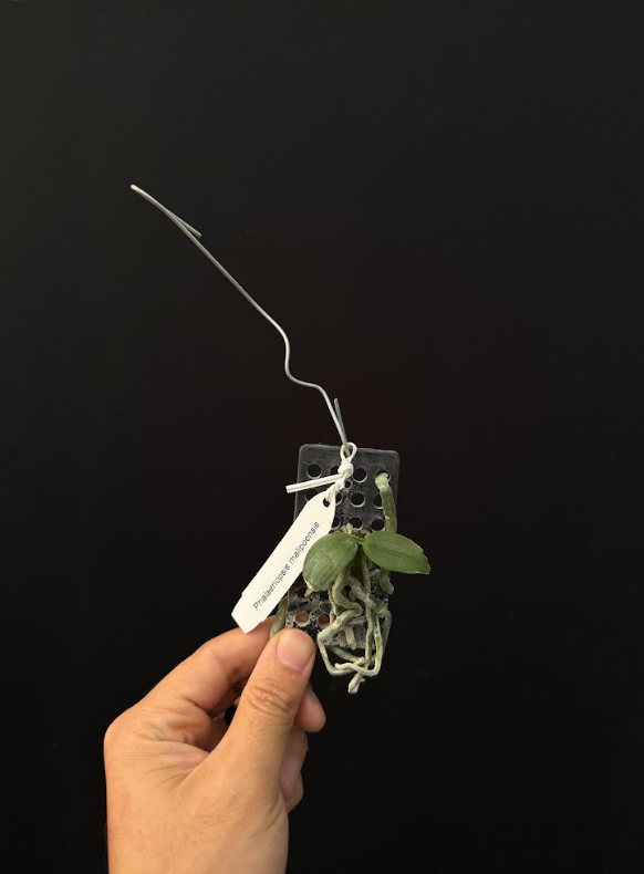 Phalaenopsis malipoensis