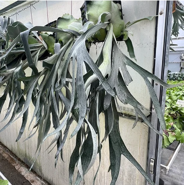 Platycerium Omo 'Polar Bear'