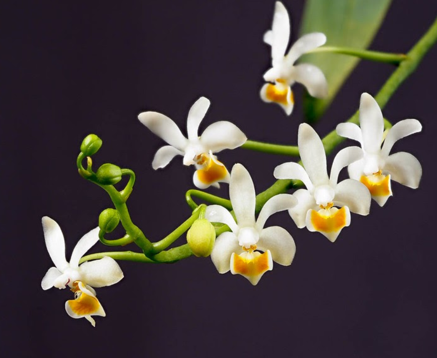 Phalaenopsis malipoensis
