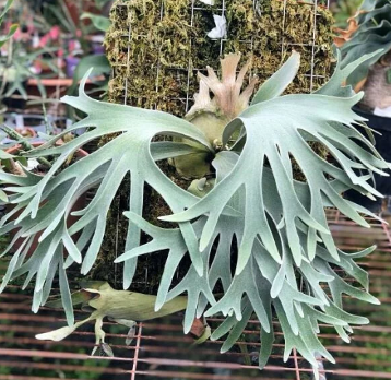 Platycerium Celso Tatsuta