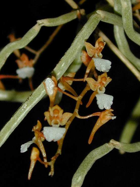 Microcoelia cornuta