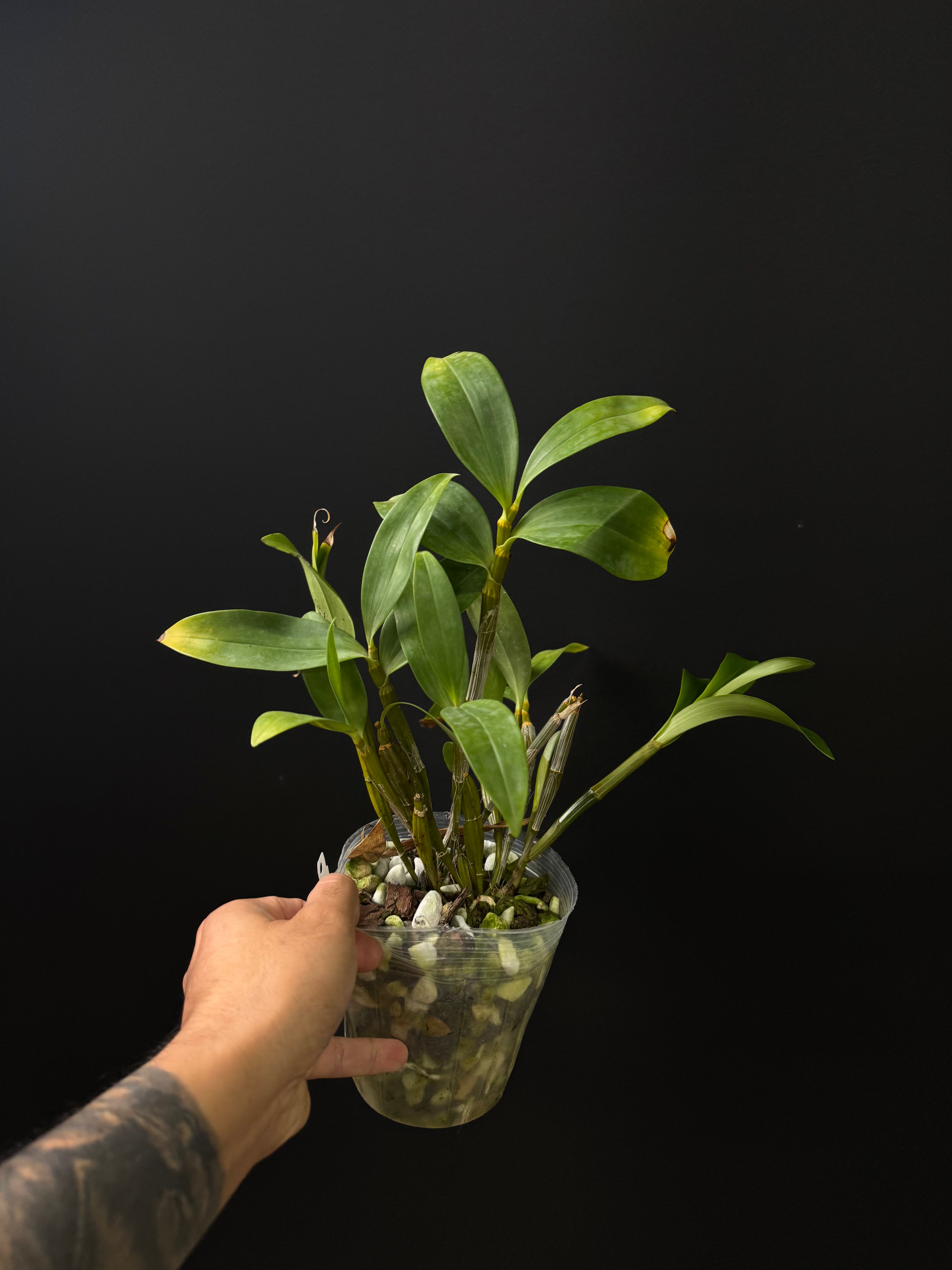 Dendrobium thyrsiflorum