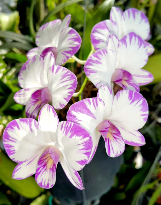 Dendrobium Enobi