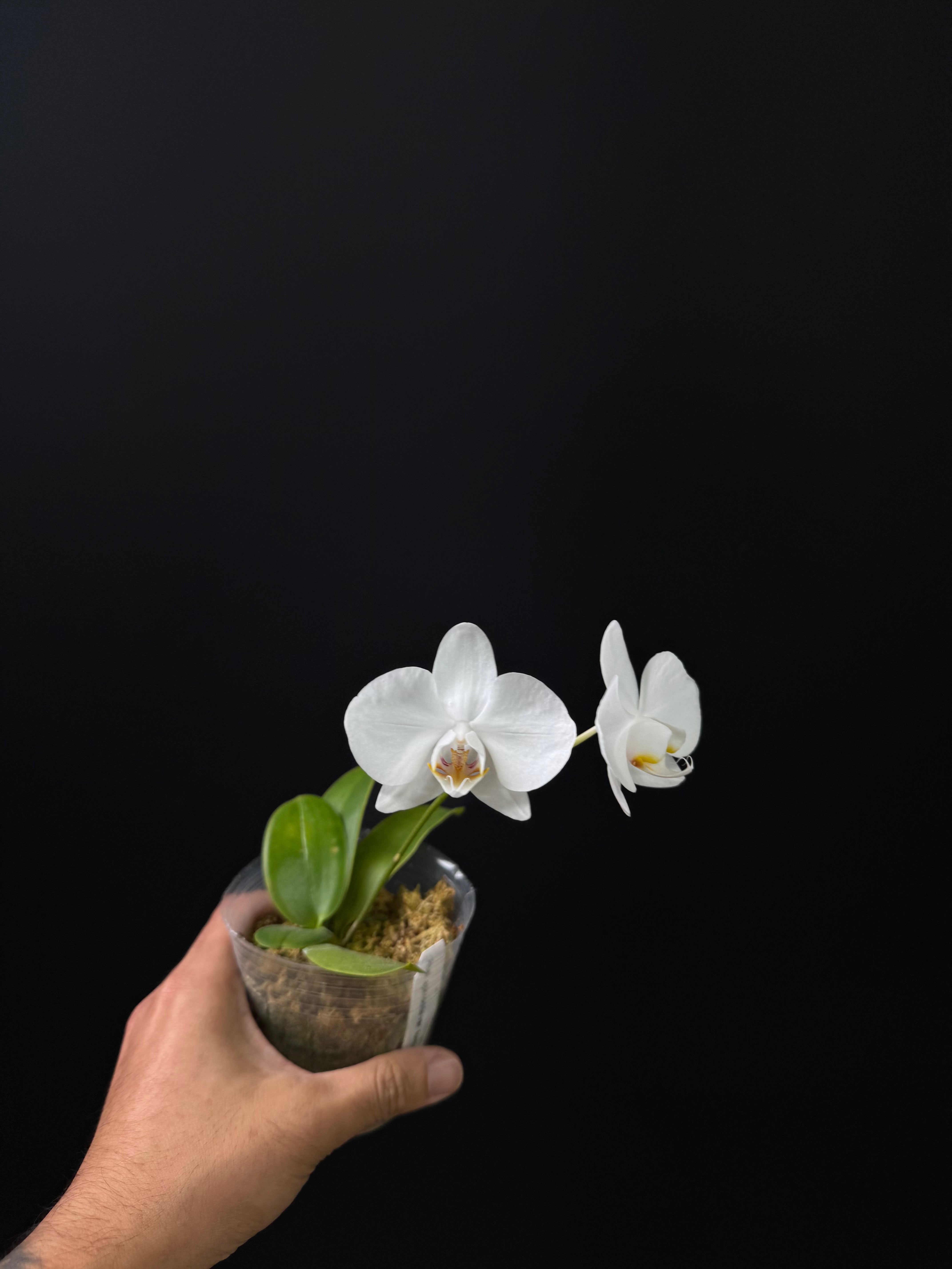 Phalaenopsis aphrodite Formosana