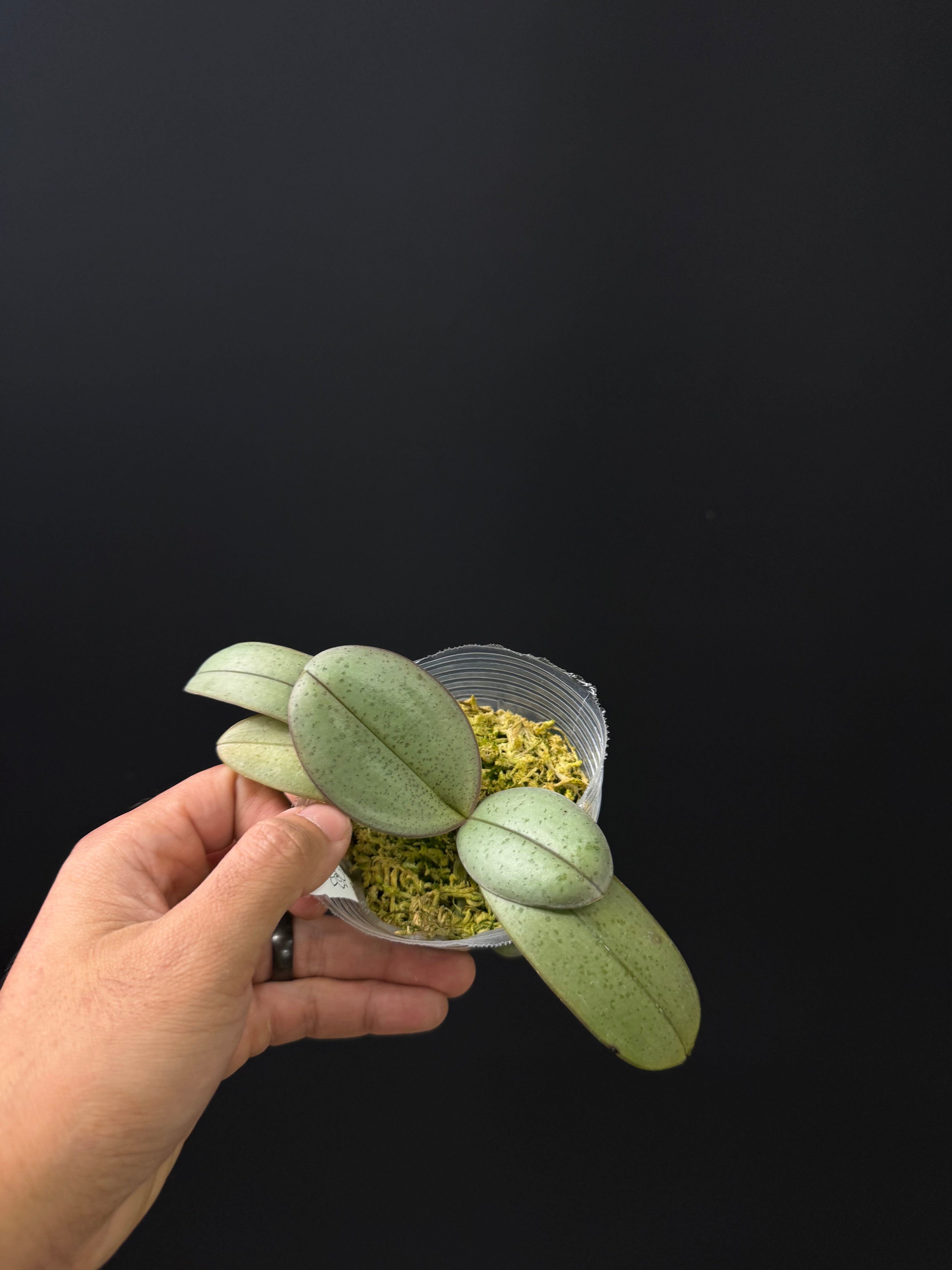 Phalaenopsis Rothschildiana (amabilis x schilleriana)
