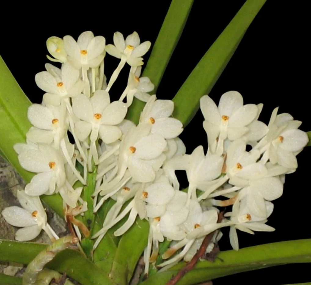 Vanda ampullacea var. alba