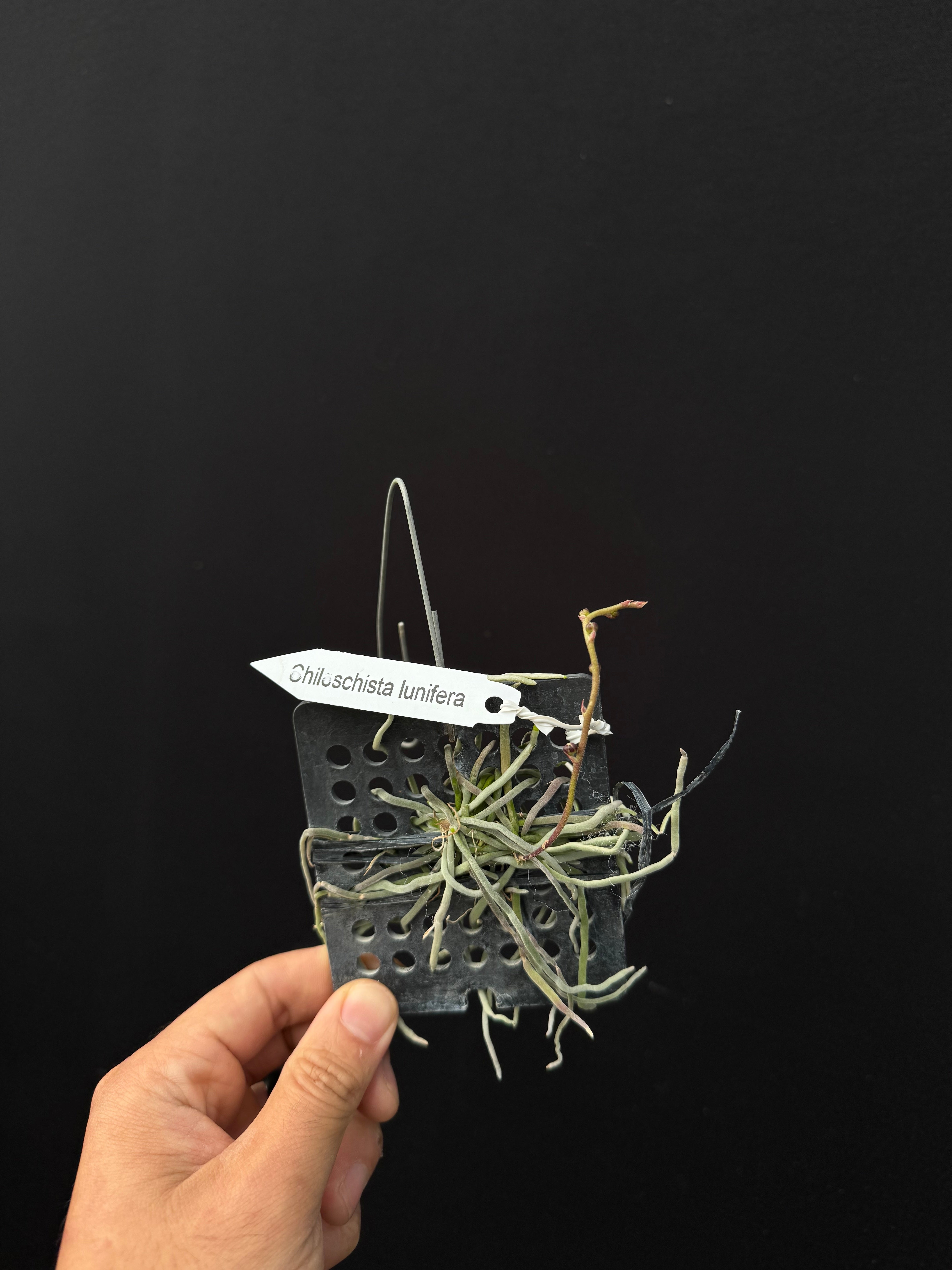 Chiloschista lunifera