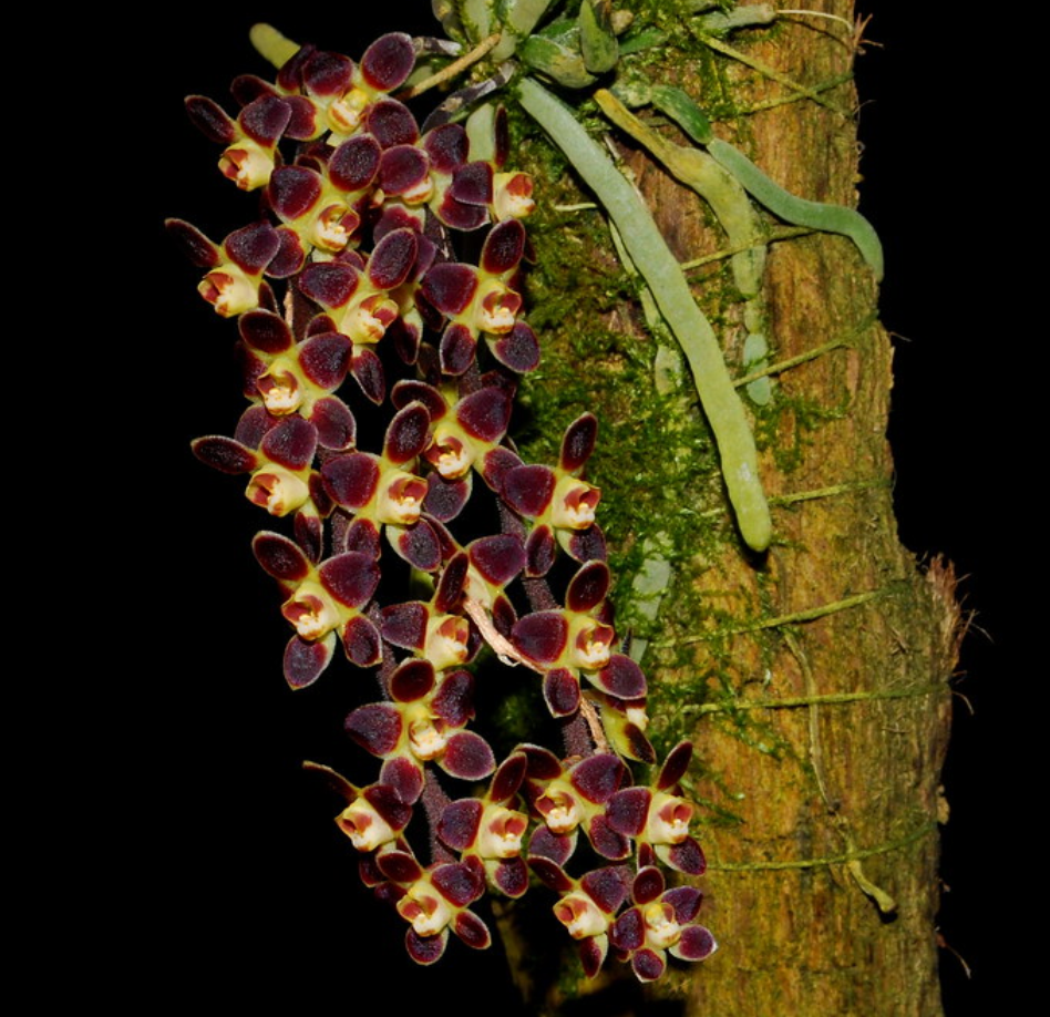 Chiloschista lunifera