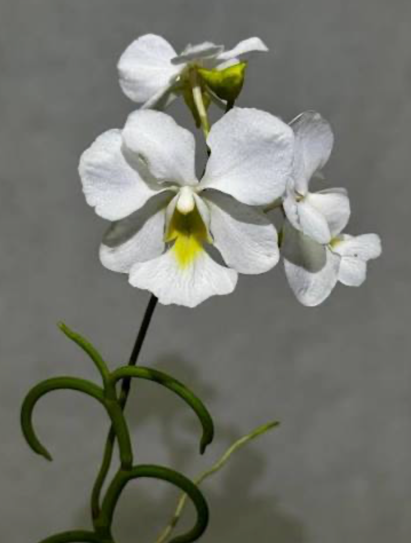 Papillonanthe teres var. 'olympic rings'