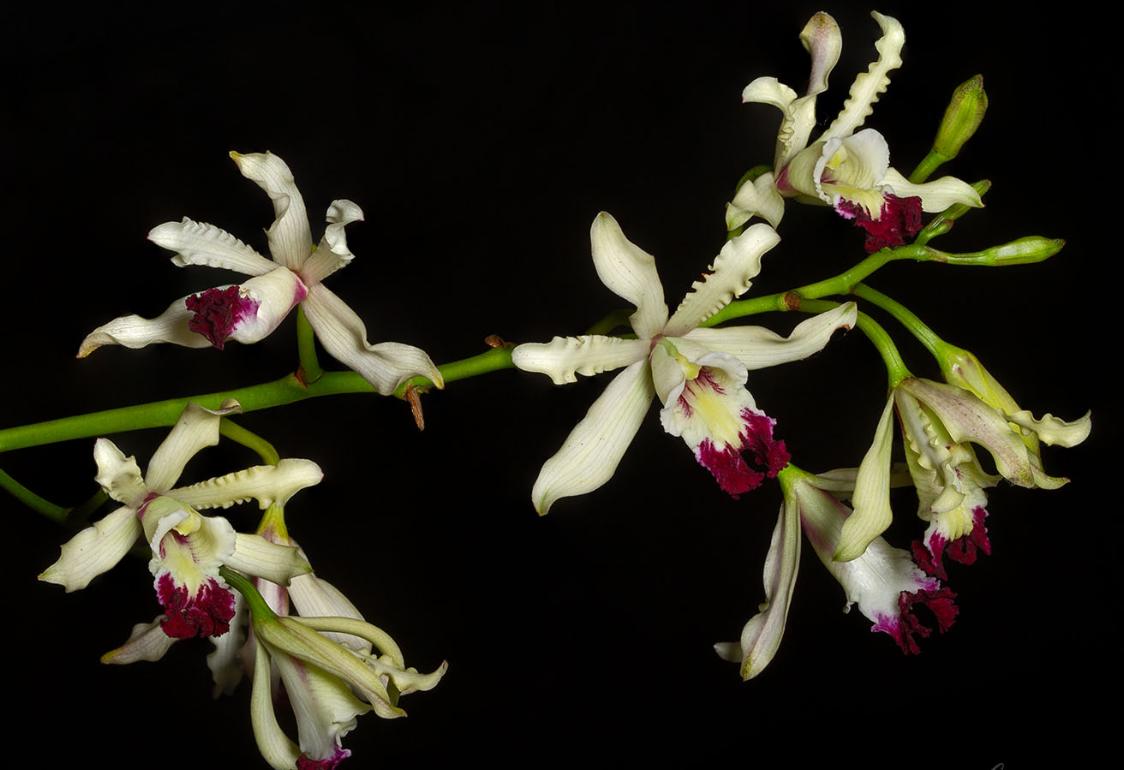 Schomburgkia albopurpurea