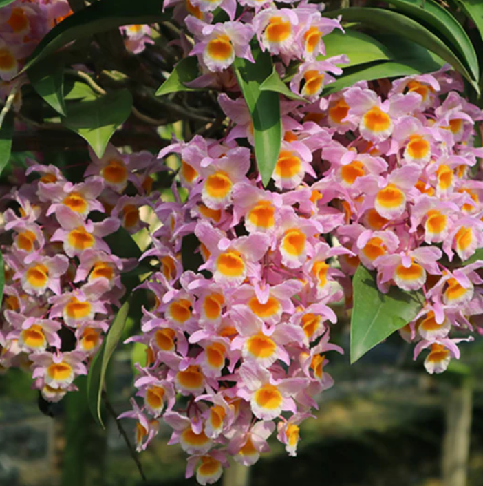 Dendrobium farmeri