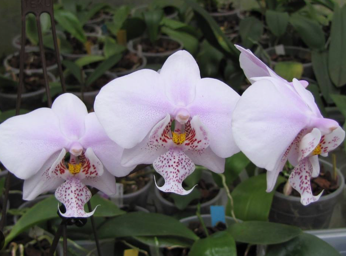 Phalaenopsis Rothschildiana
