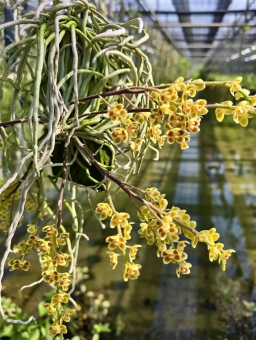 Chiloschista lunifera x parishii