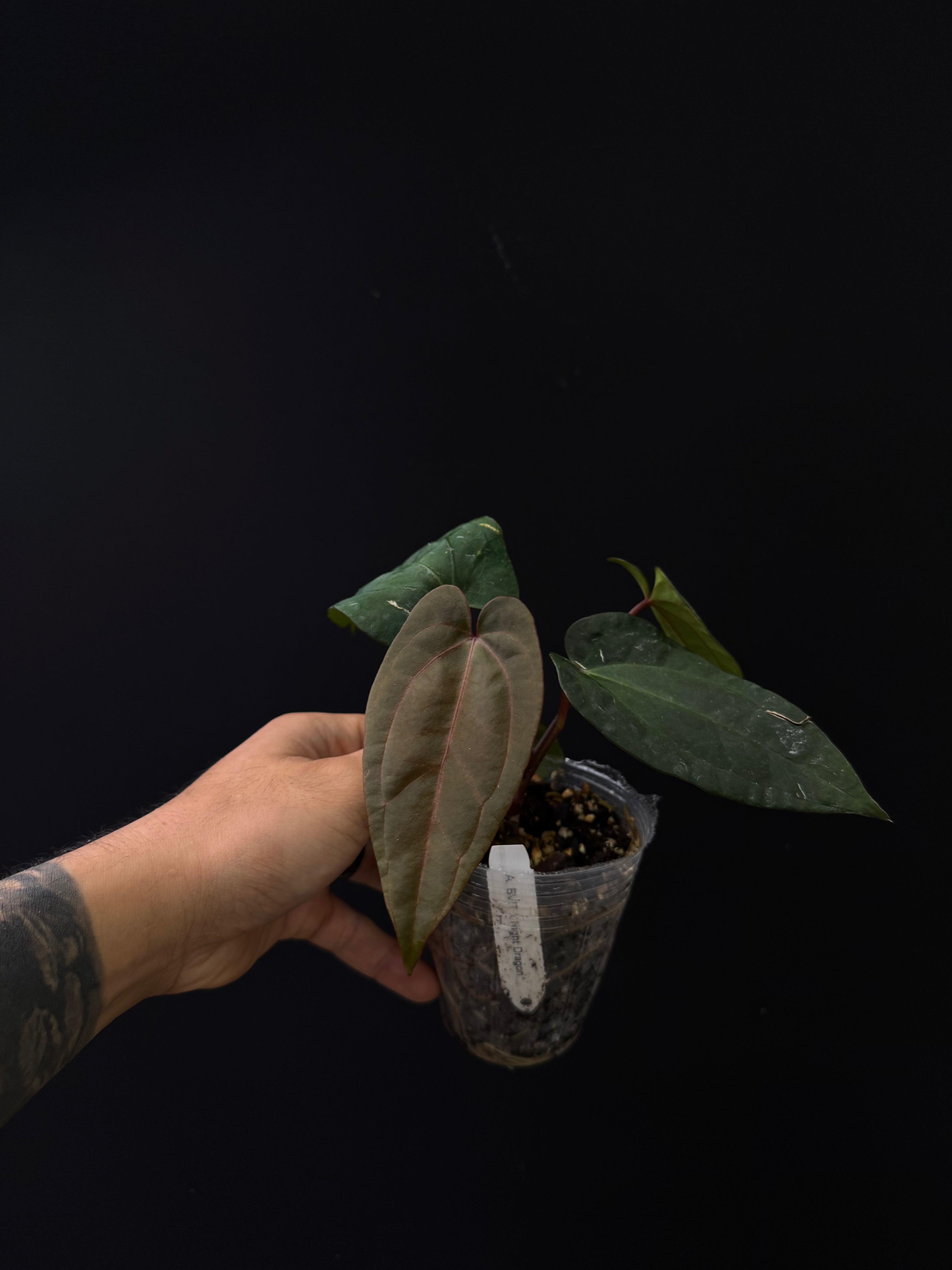 Anthurium BVIT x Night Dragon