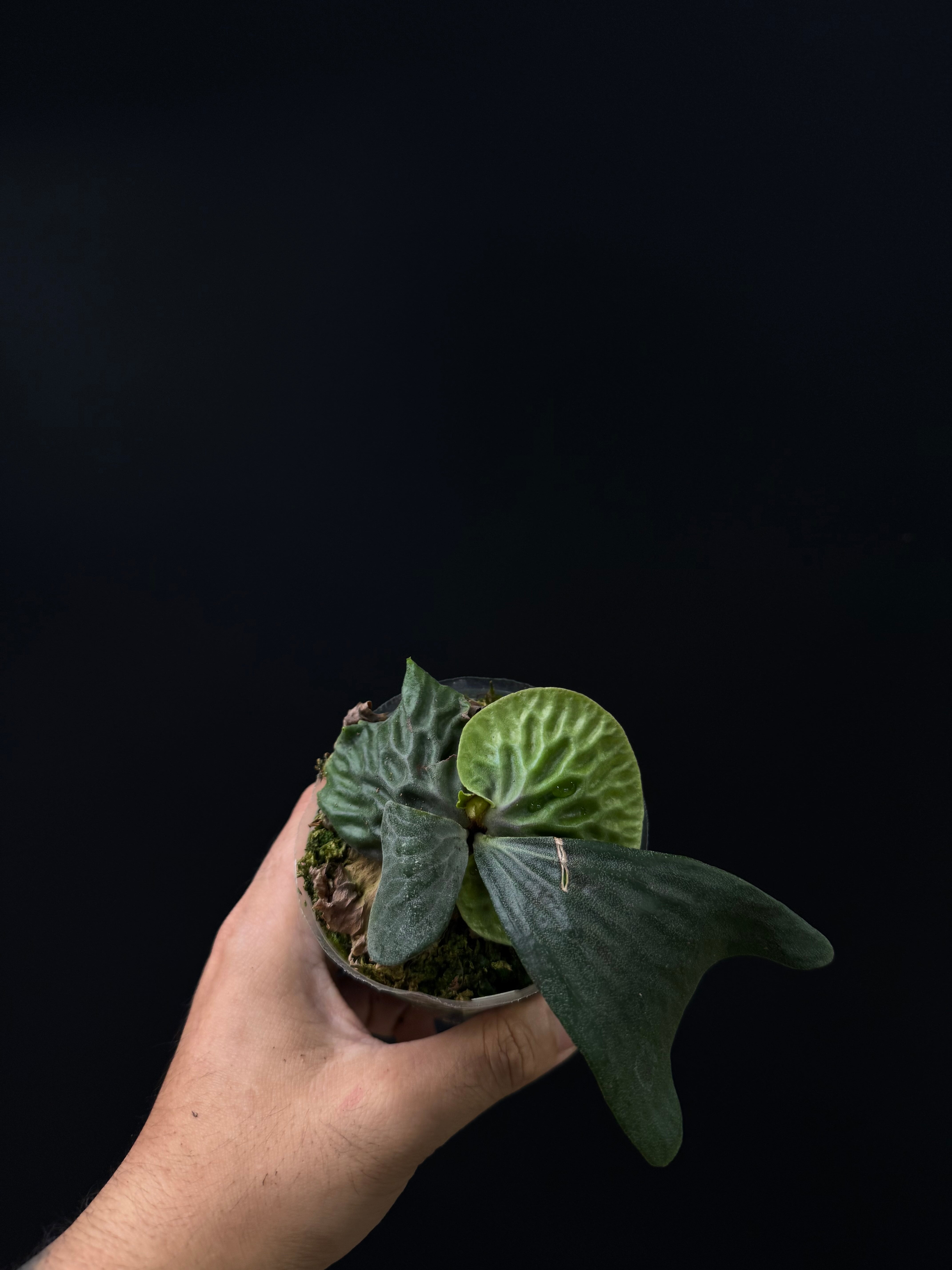 Platycerium madagascariense