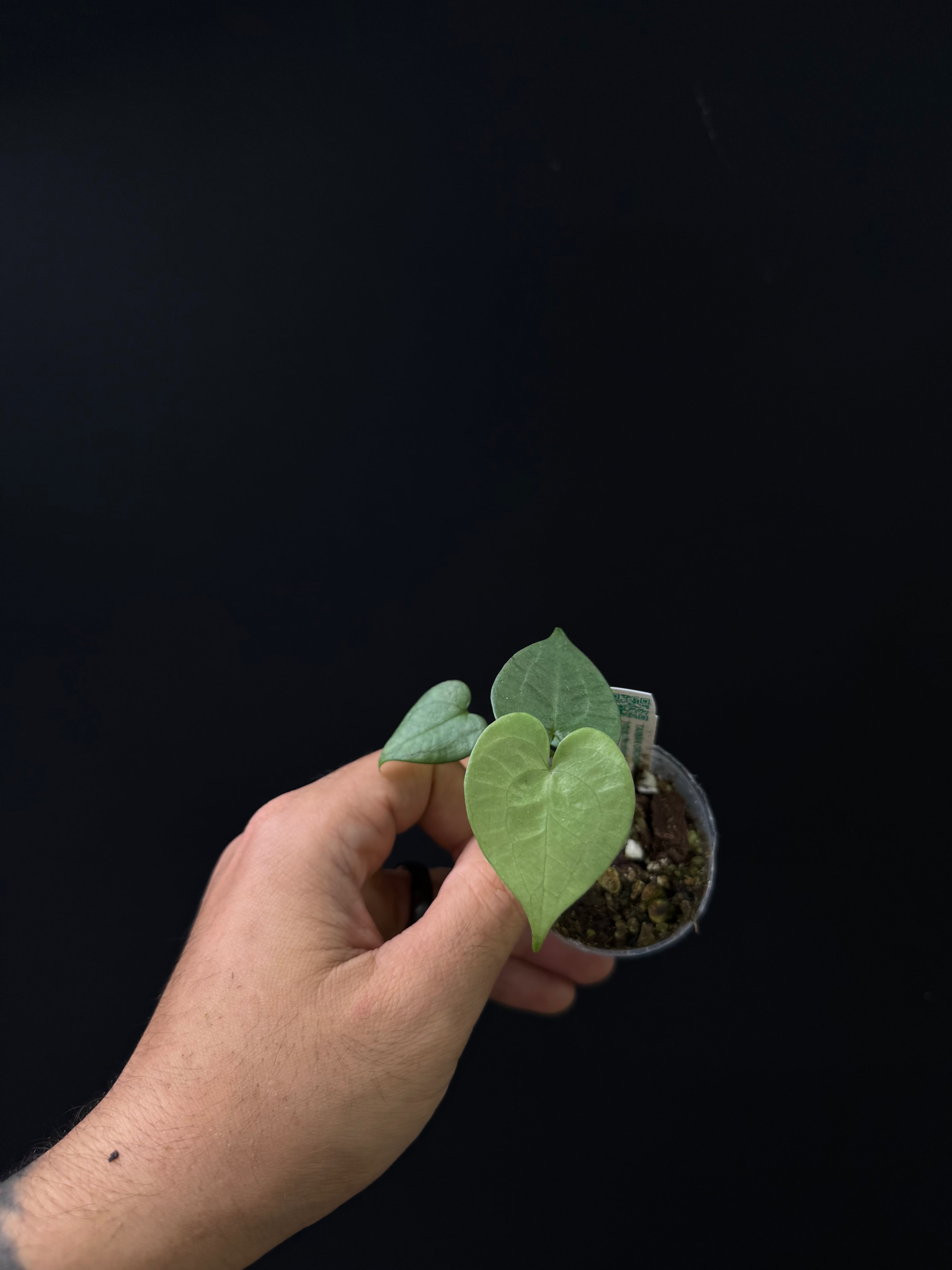 Anthurium kollmanii