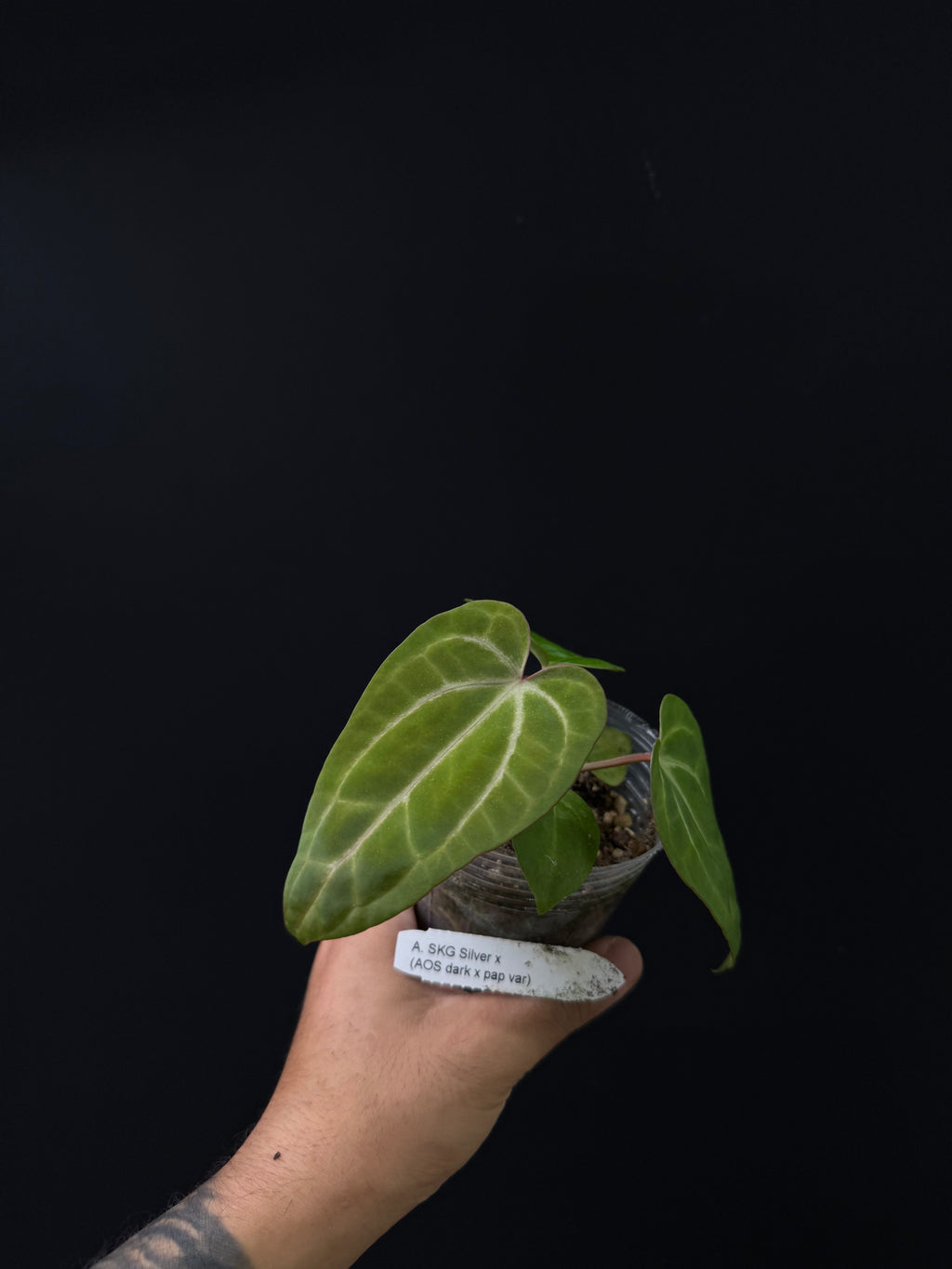 Anthurium SKG Silver x (AOS Dark x papi var.)