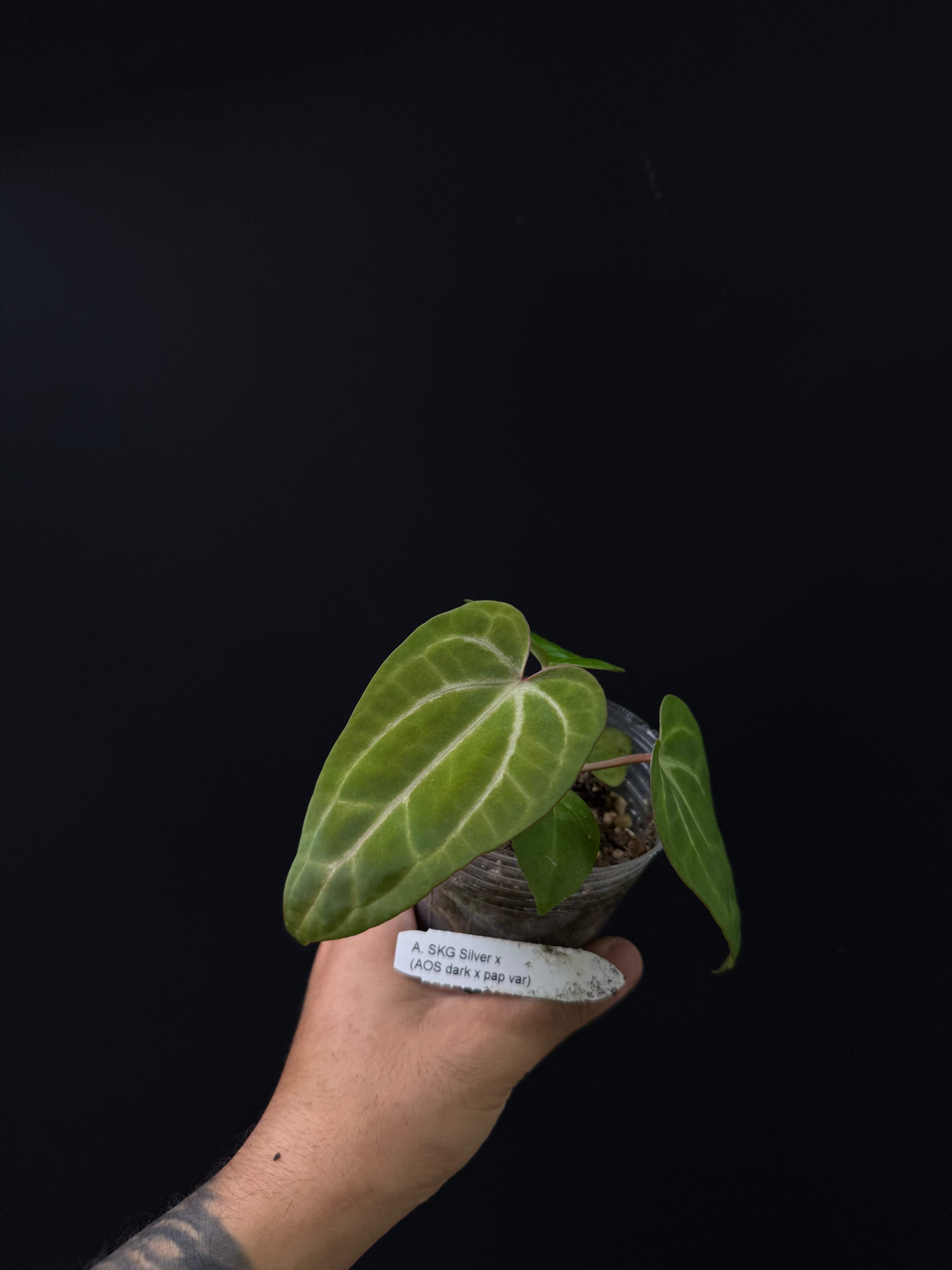 Anthurium SKG Silver x (AOS Dark x papi var.)