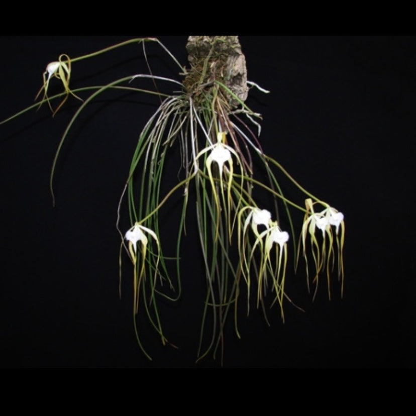 Brassavola appendiculata (growers choice)