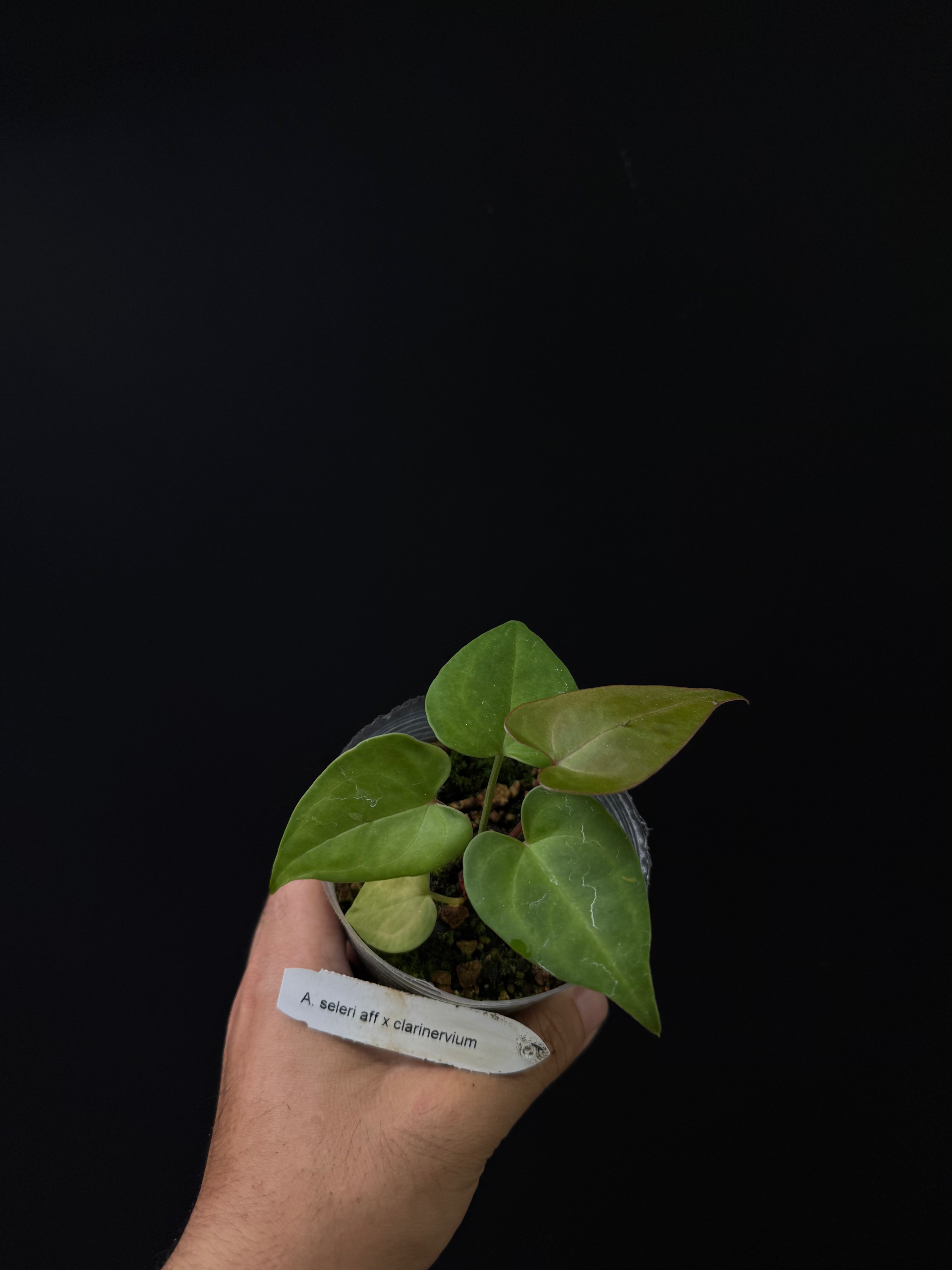 Anthurium seleri aff x clarinervium