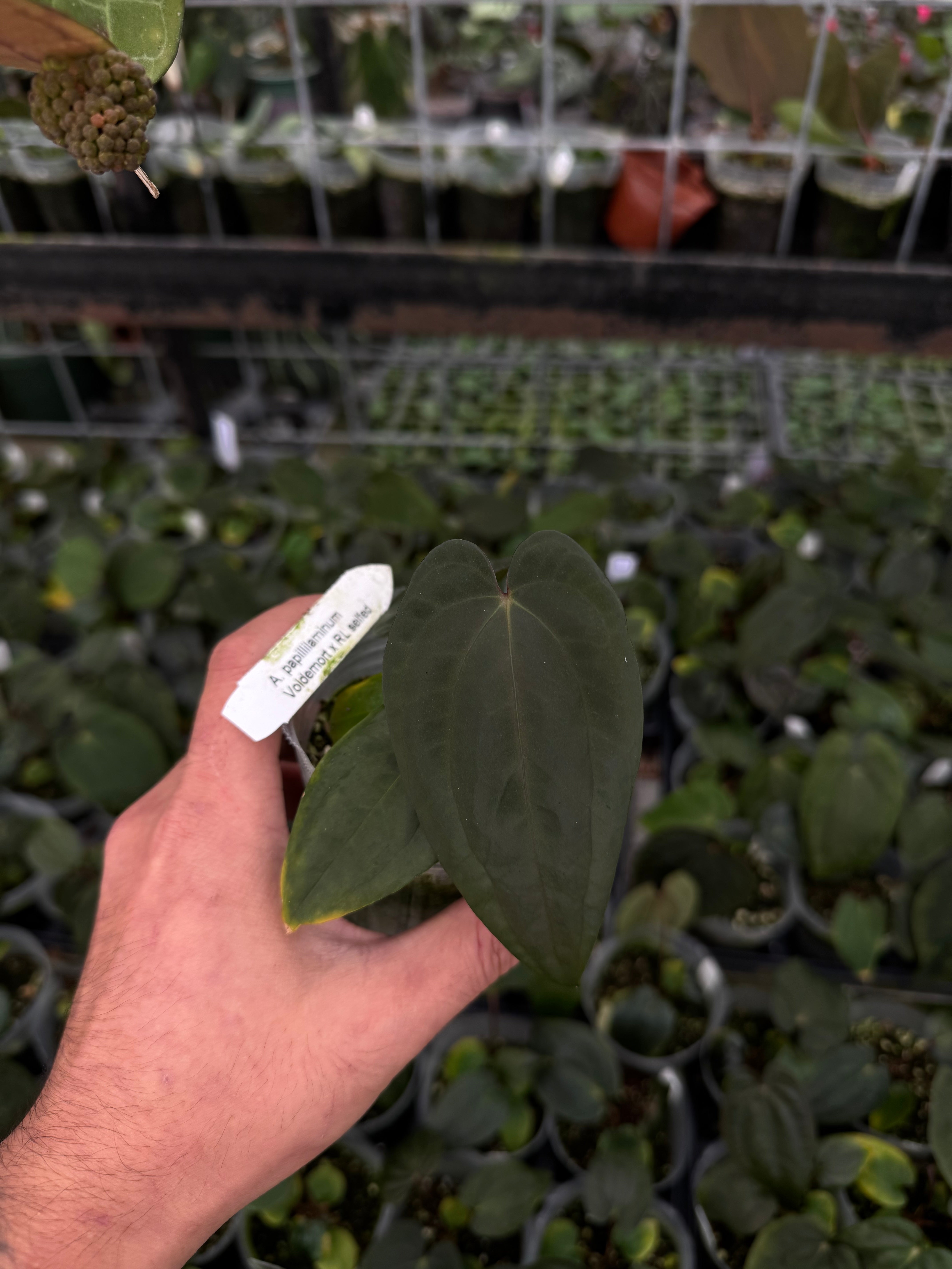 Anthurium papillilaminum 'Voldemort' x RL selfed