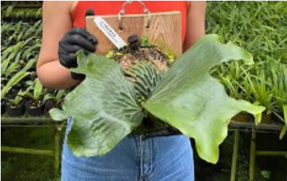 Platycerium madagascariense