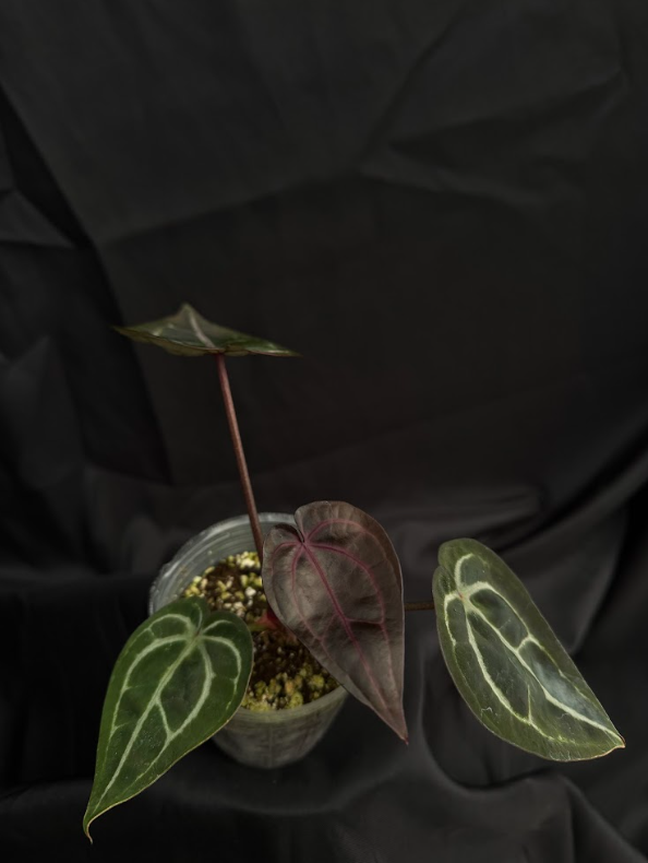 A. (regale x magnificum verde) x nigrolaminum 'Gigi'