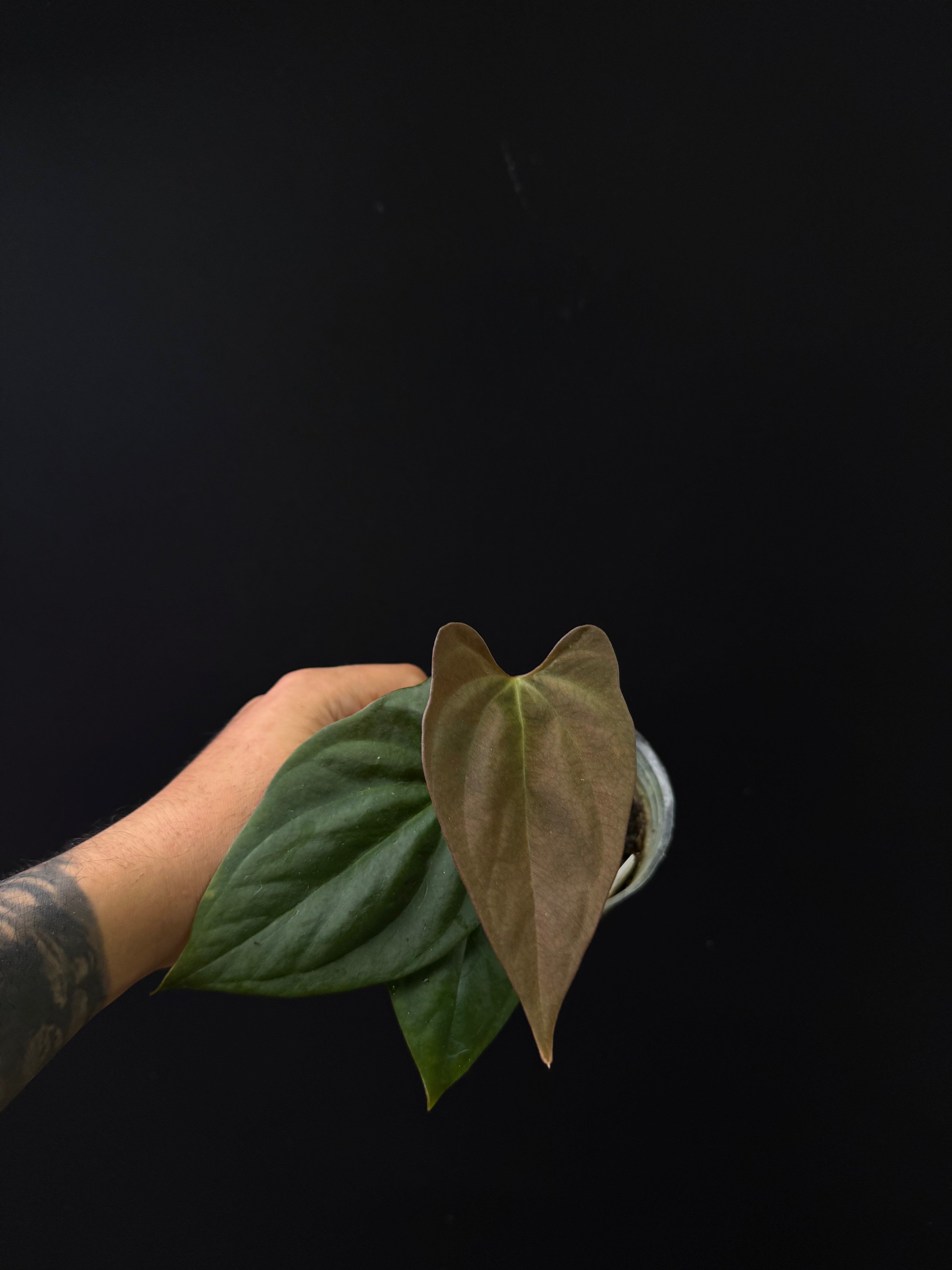 Anthurium portillae 'NSE' (clone from TC)