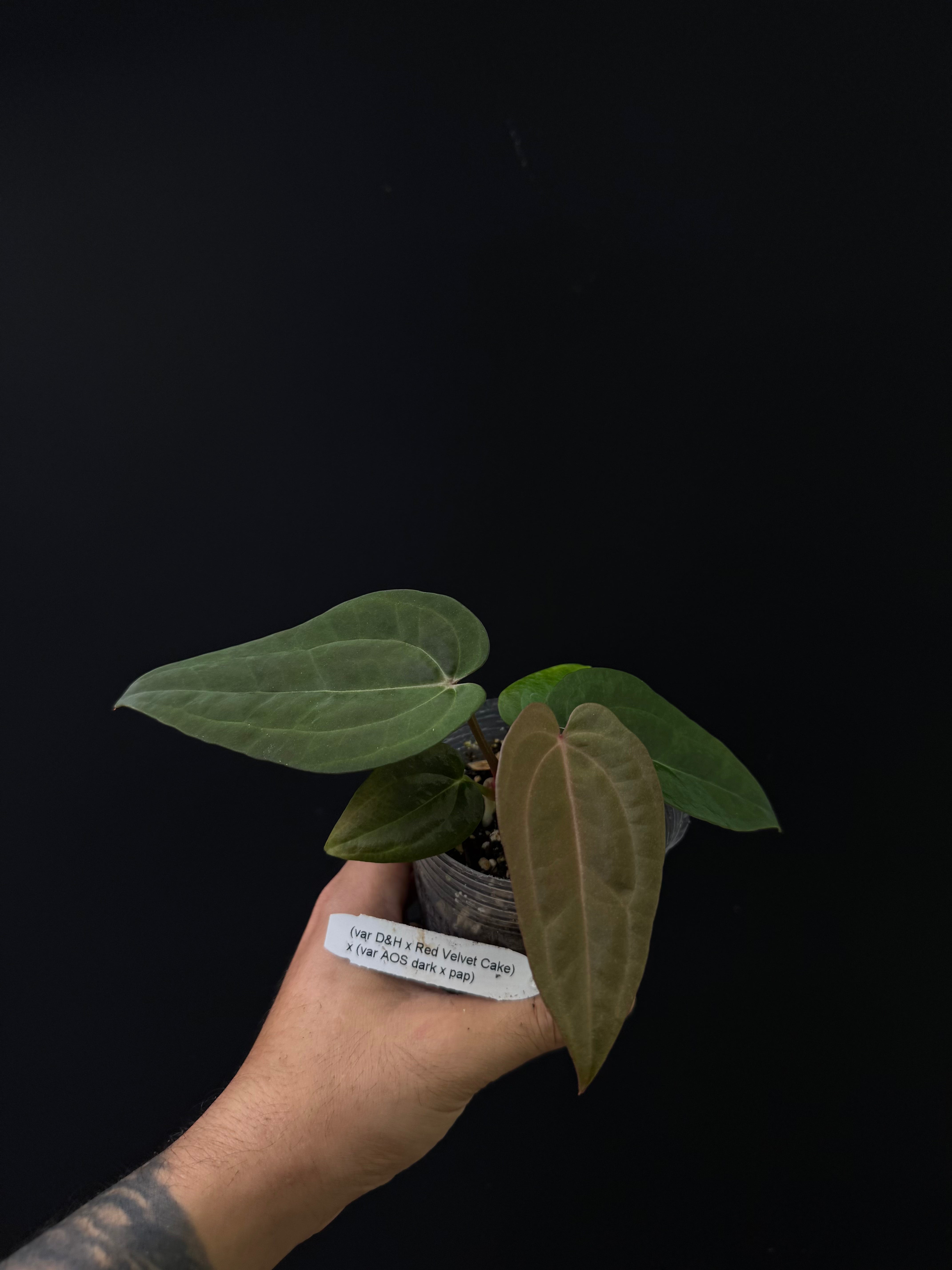Anthurium (var. D&H x RVC) x (var. AOS dark x pap.)