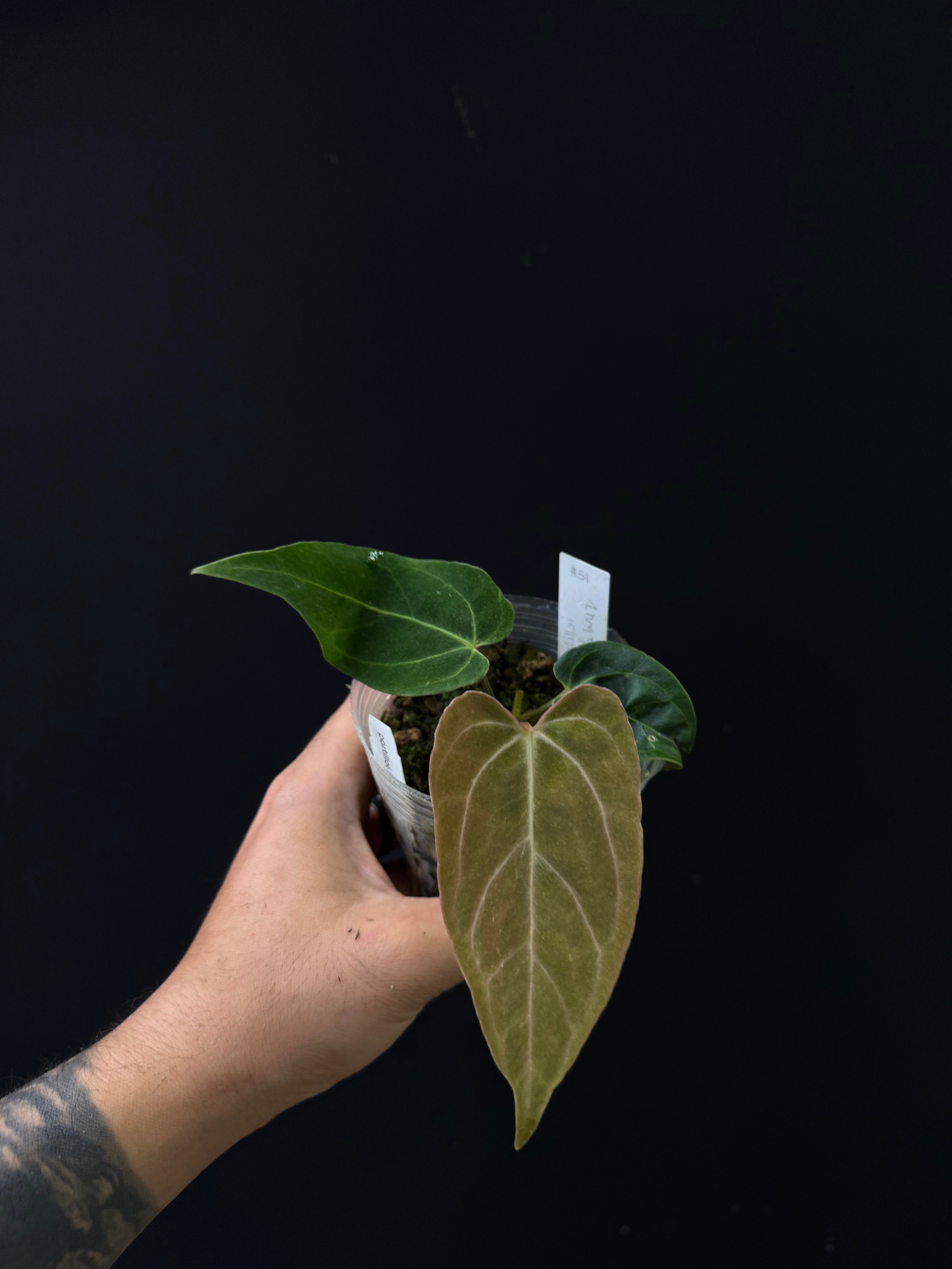Anthurium portilloi x carlablackiae Wu2
