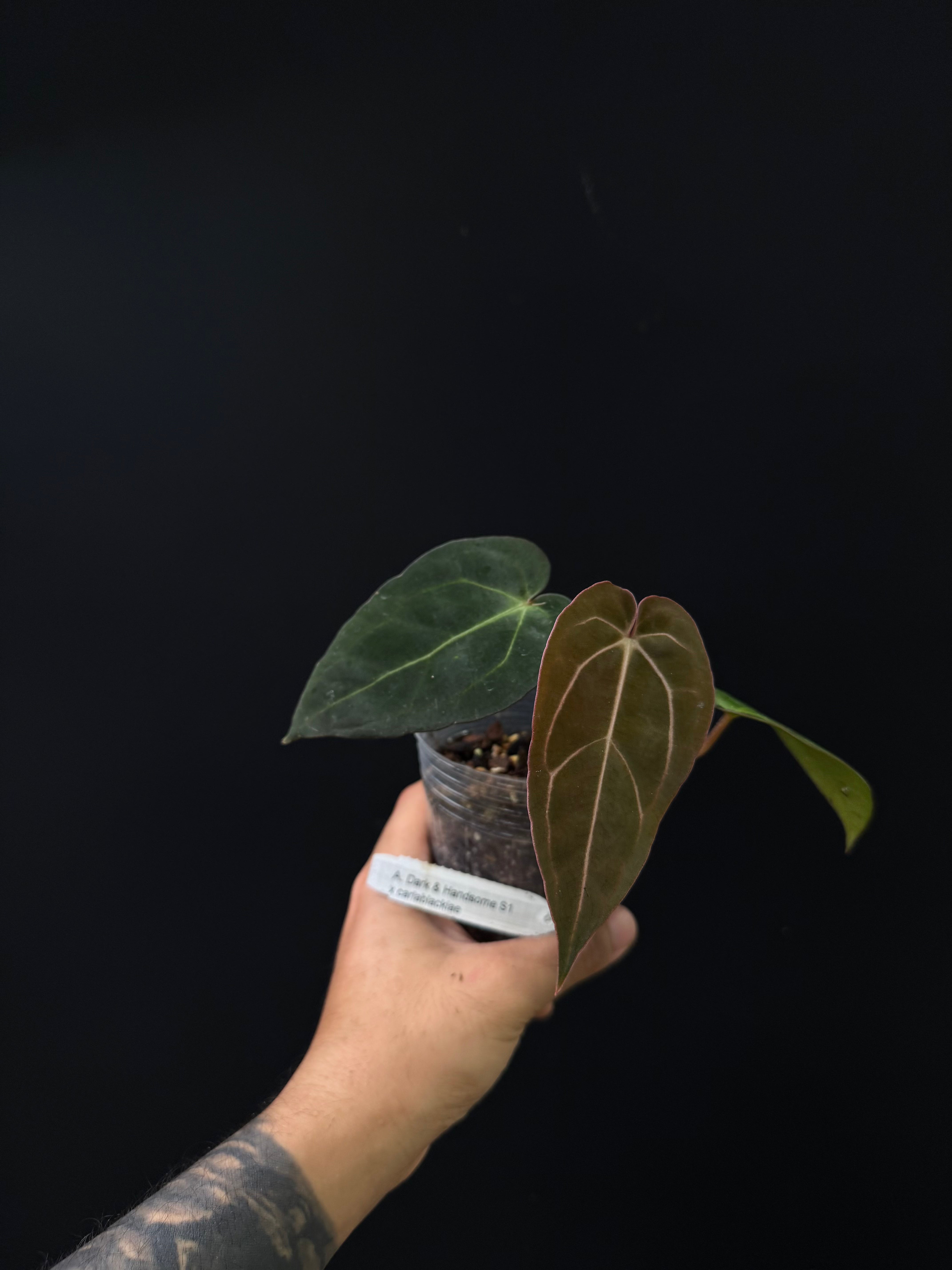 Anthurium Dark & Handsome S1 x carlablackiae