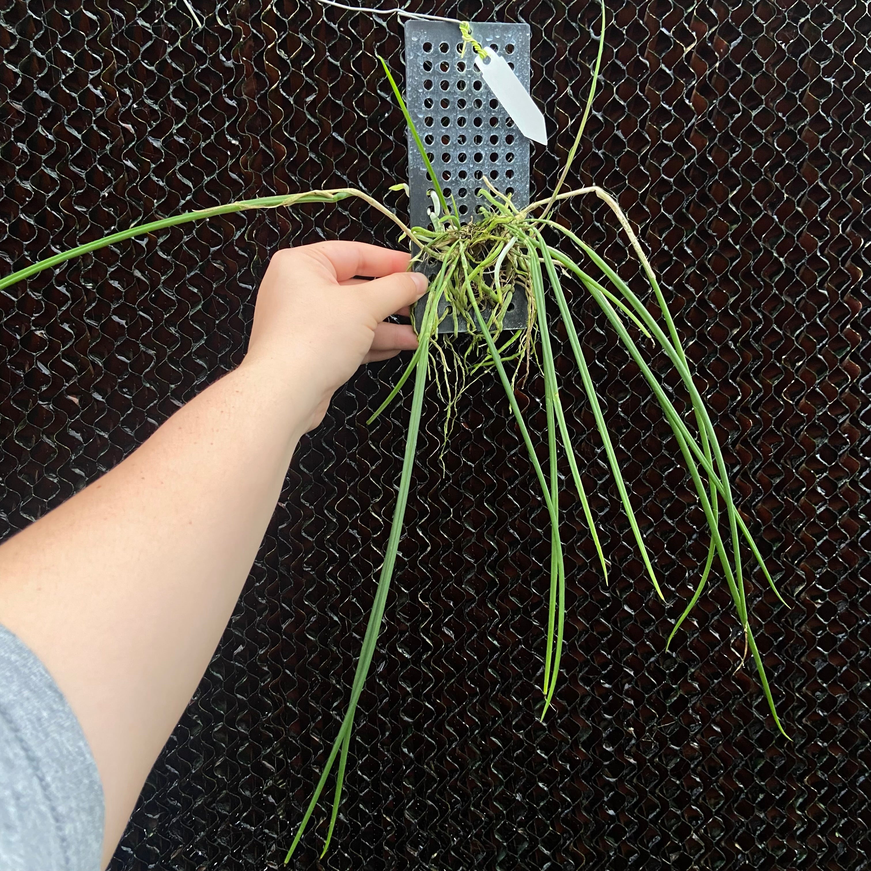 Brassavola appendiculata (growers choice)