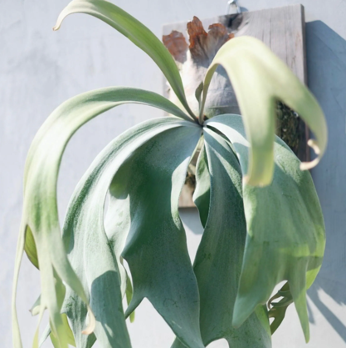 Platycerium willinckii 'Pearl Queen'