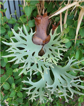 Platycerium willinckii 'Bacteria'
