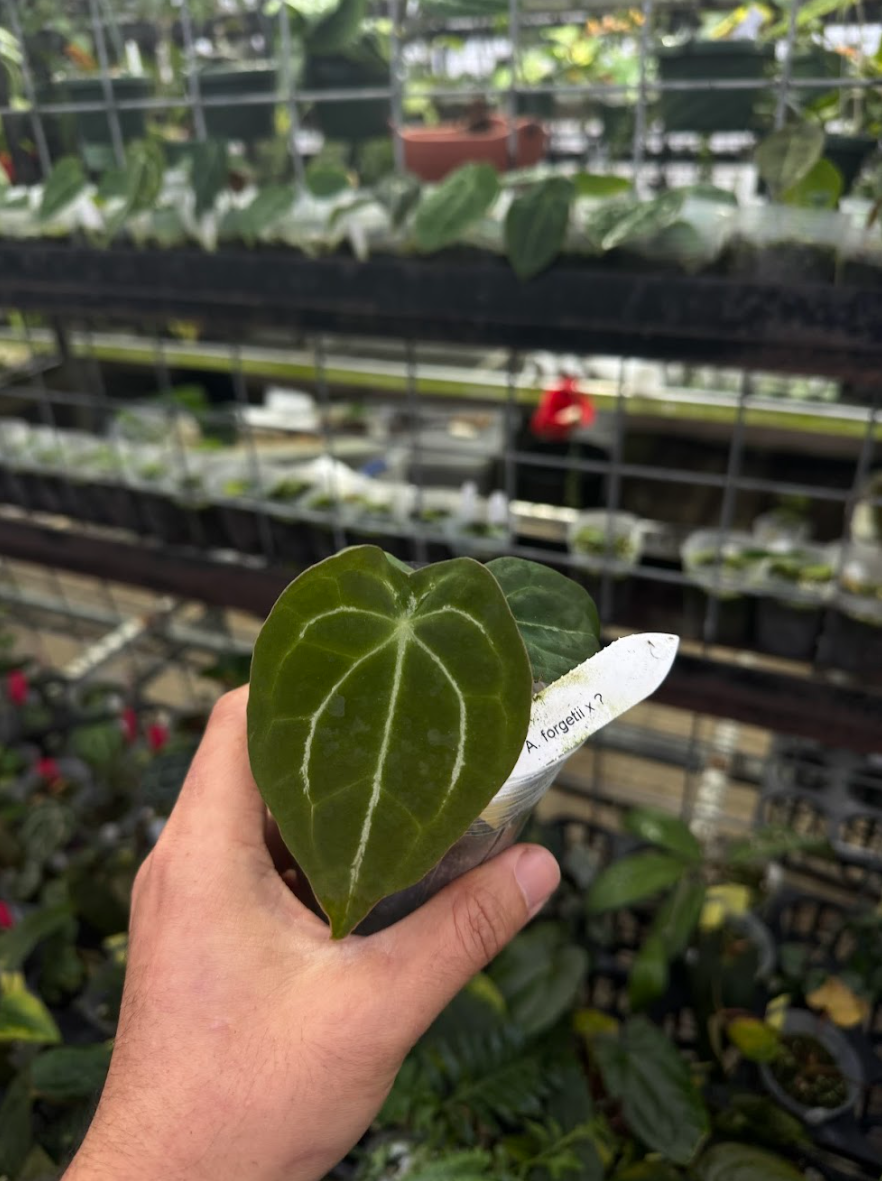 Anthurium Anthurium