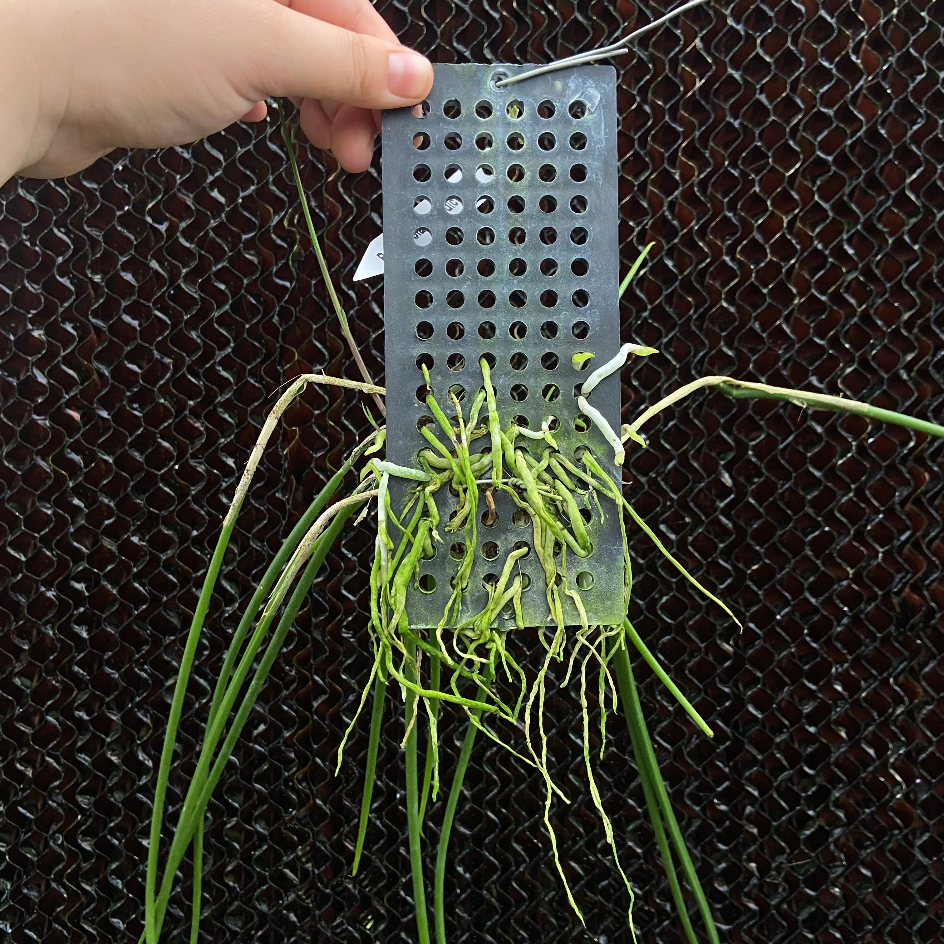 Brassavola appendiculata (growers choice)