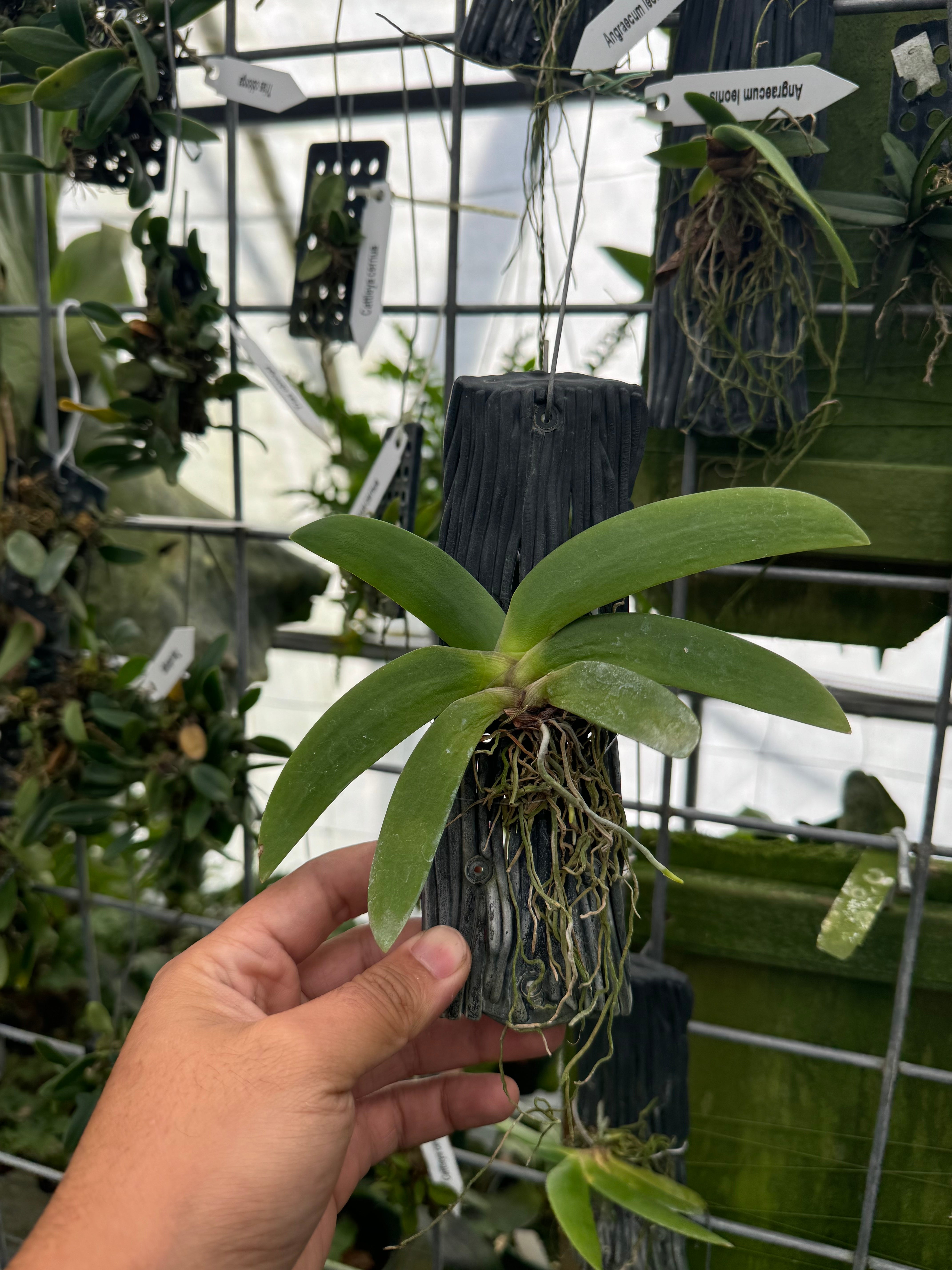 Angraecum leonis