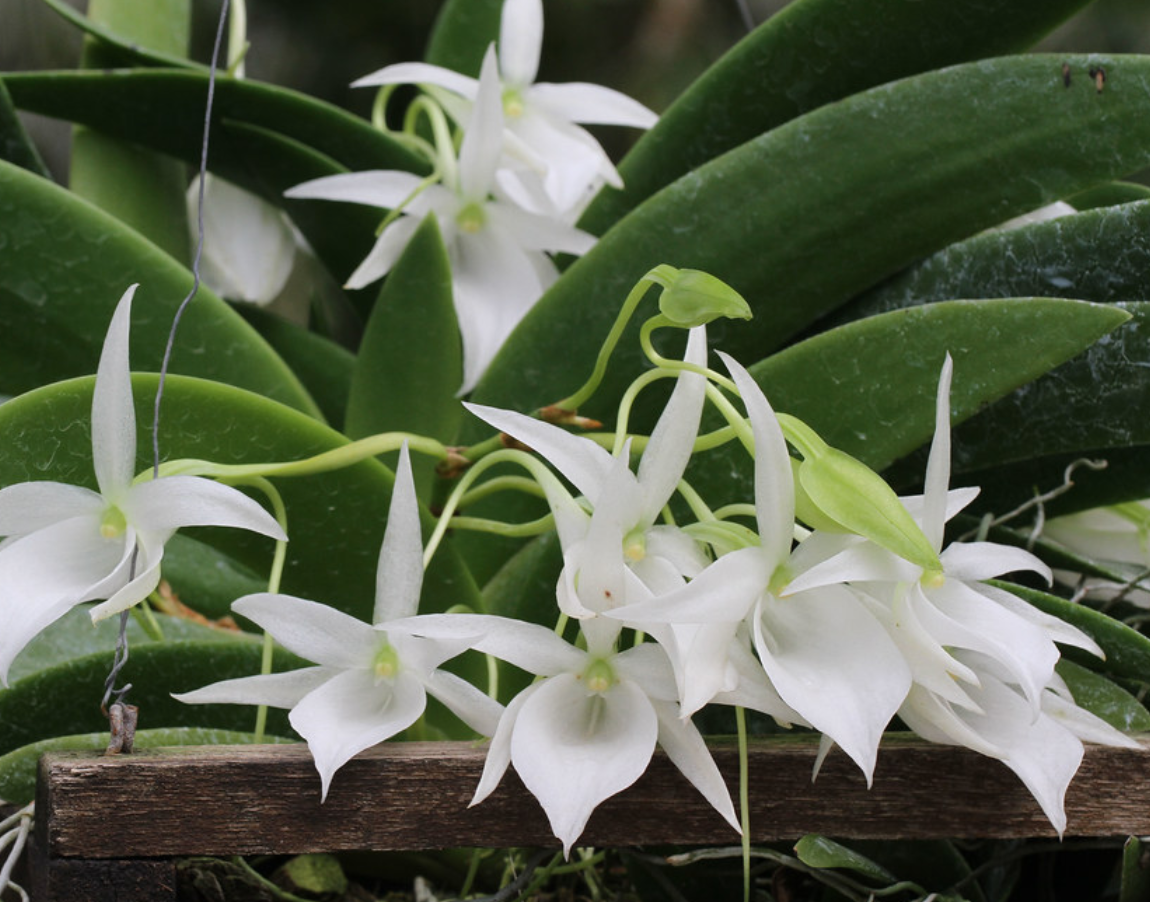 Angraecum leonis