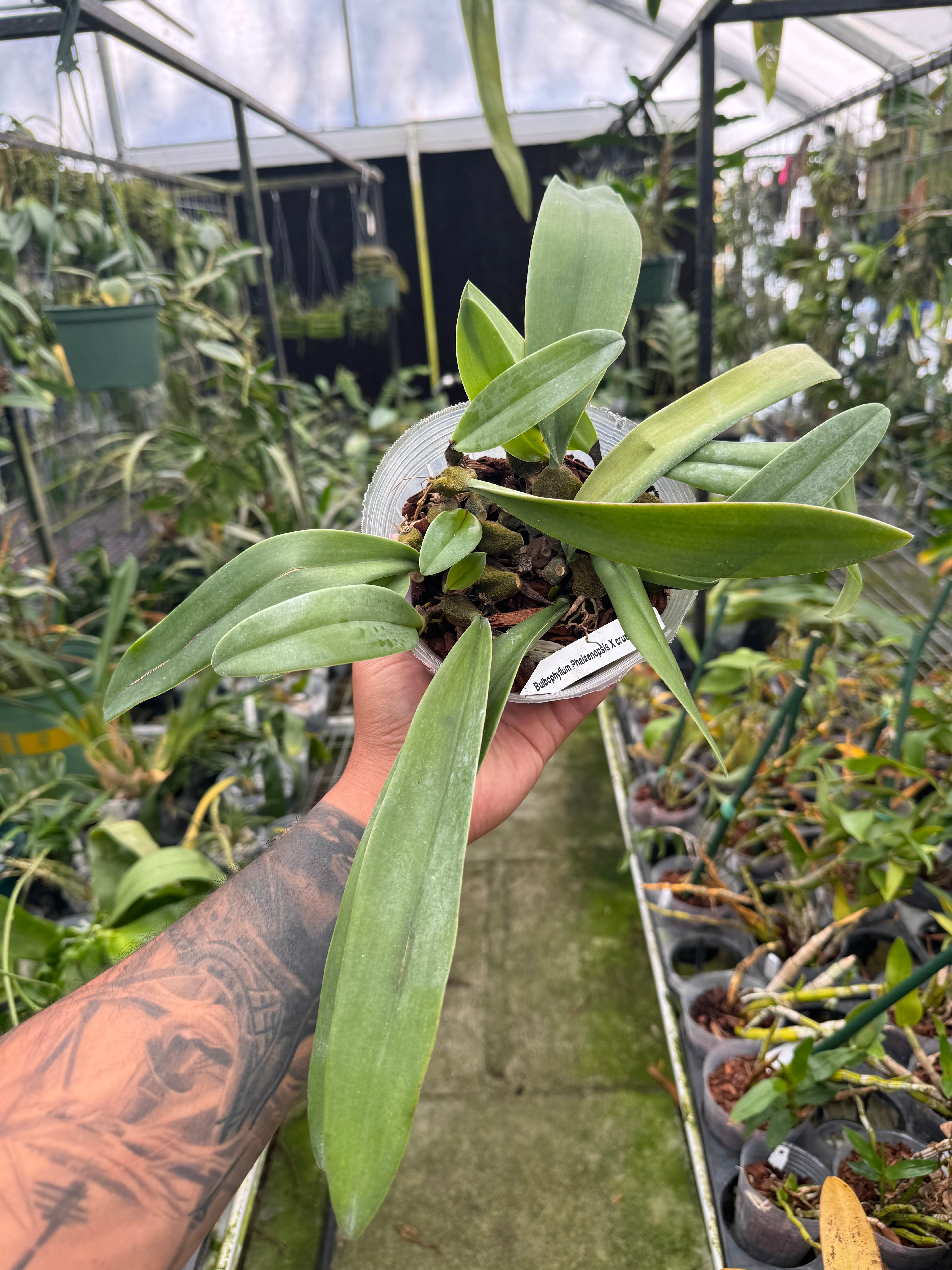 Bulb. phalaenopsis x cruentum, big pot