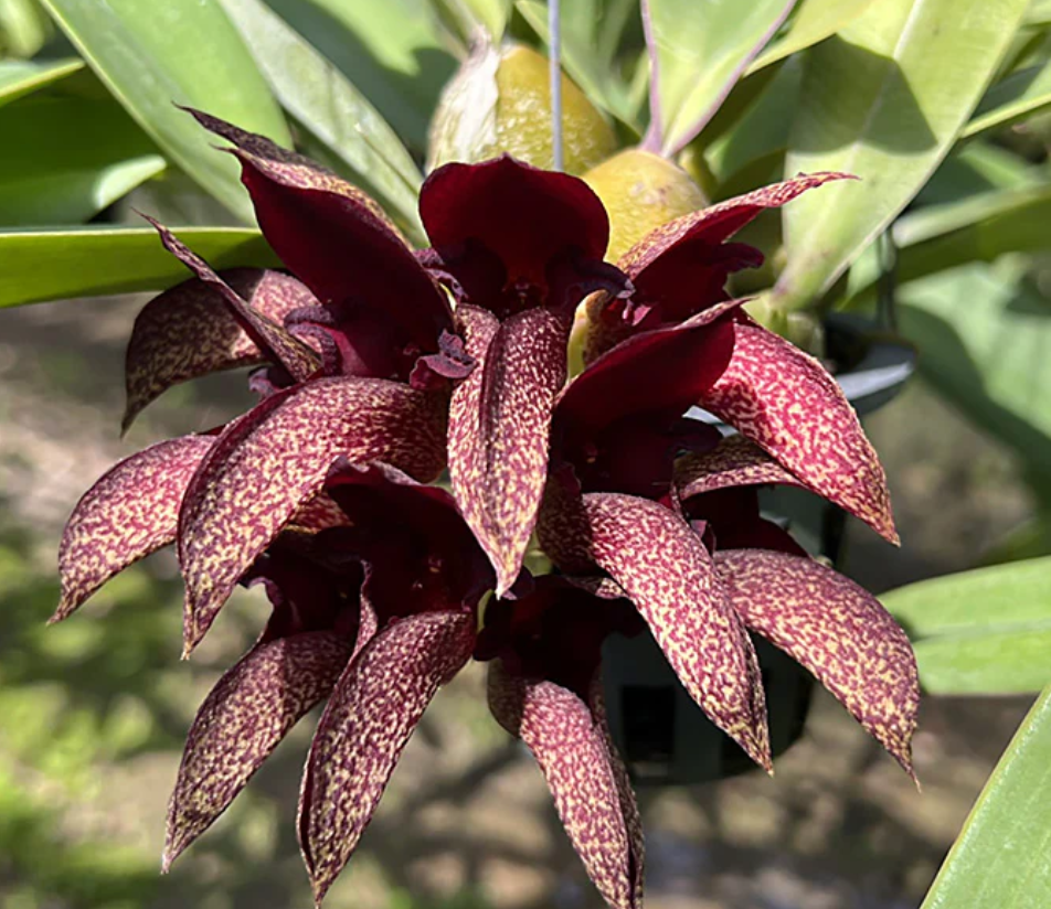 Bulb. phalaenopsis x cruentum, big pot