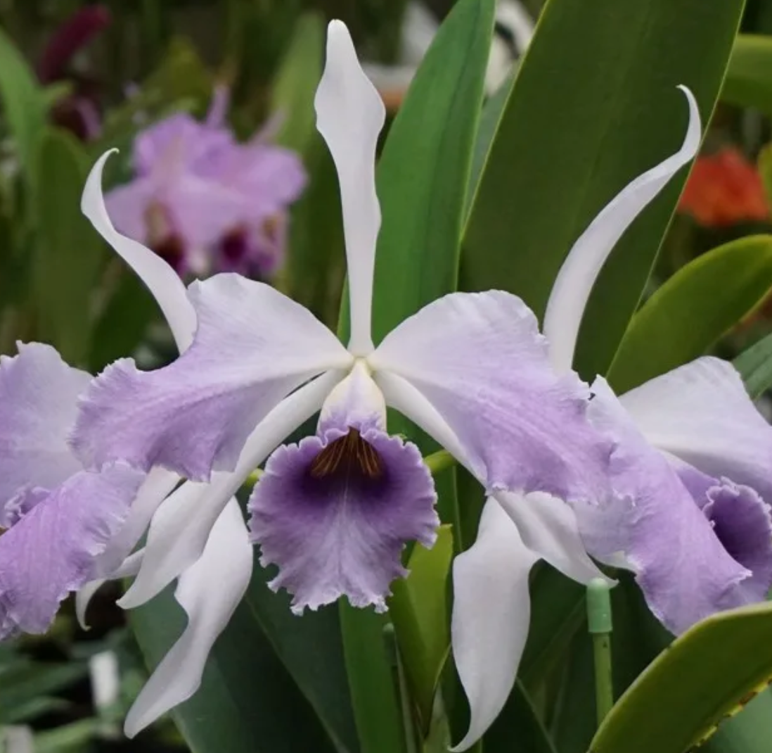 C. C. G. Roebling 'blue indigo'