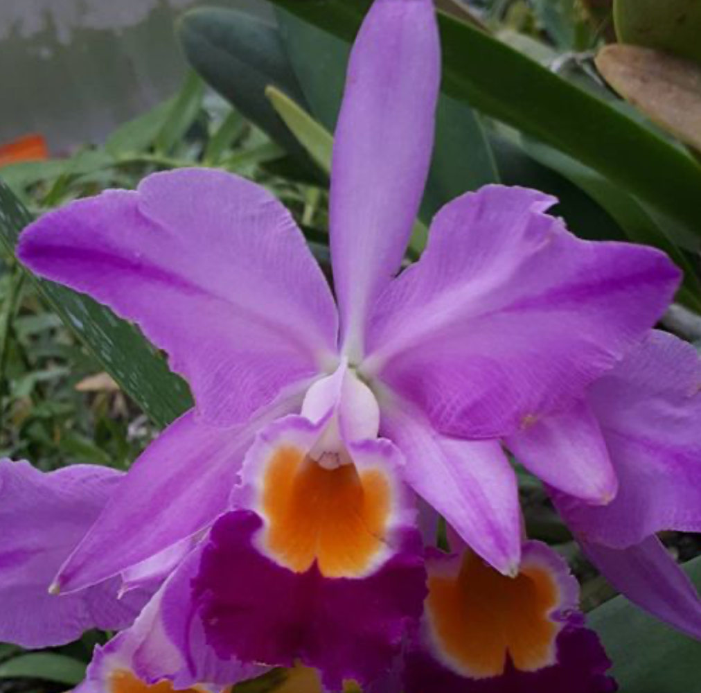 Cattleya eldorado 'M Ito' BM/JOGA